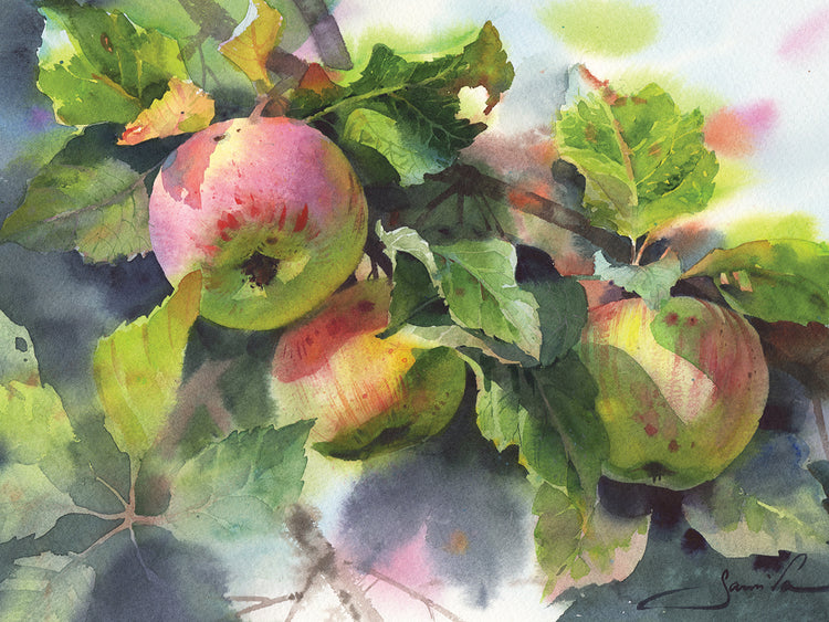 Branch With Apples