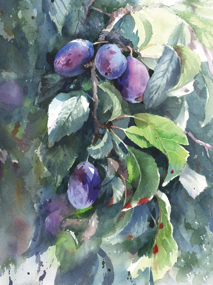 Plums