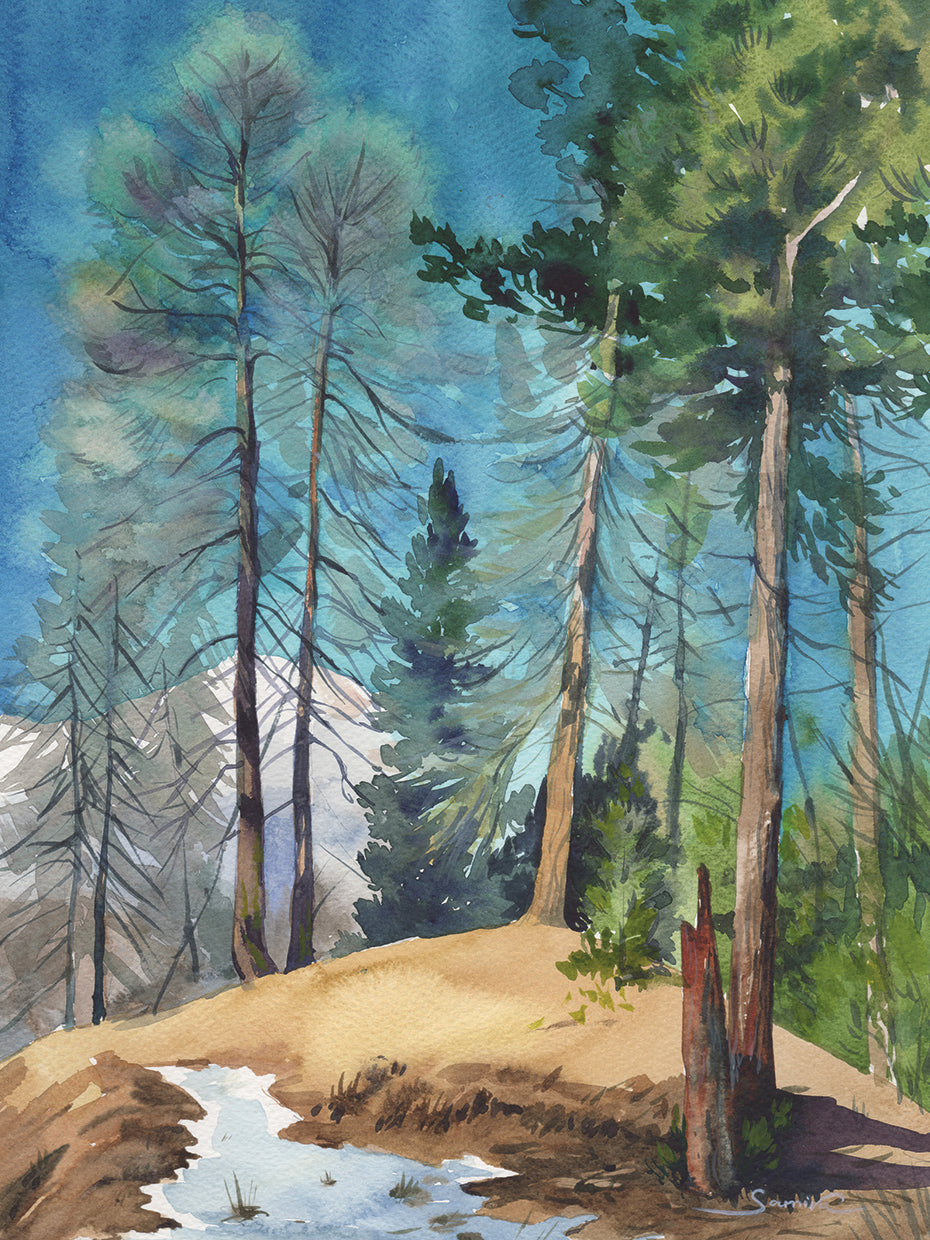 Pine Forest