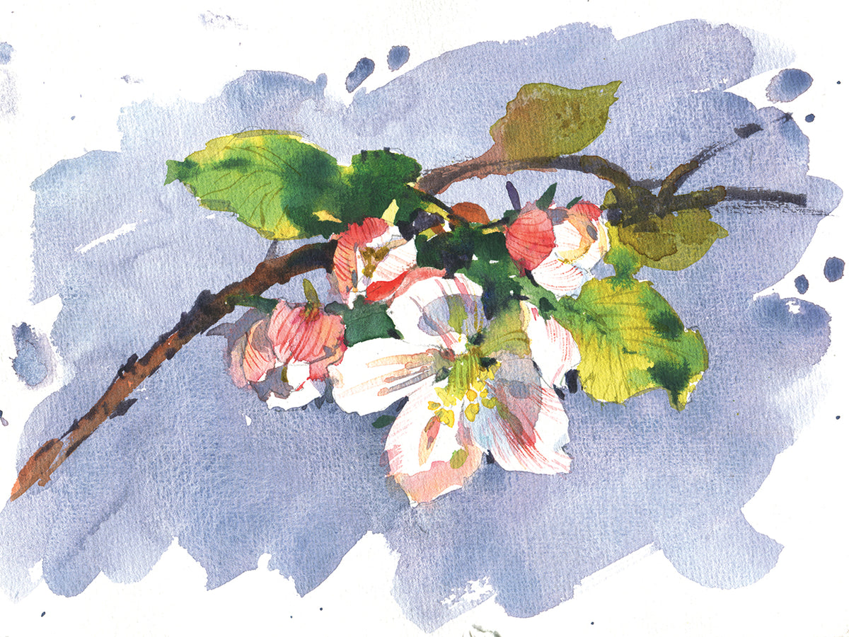 Apple Tree Flowers