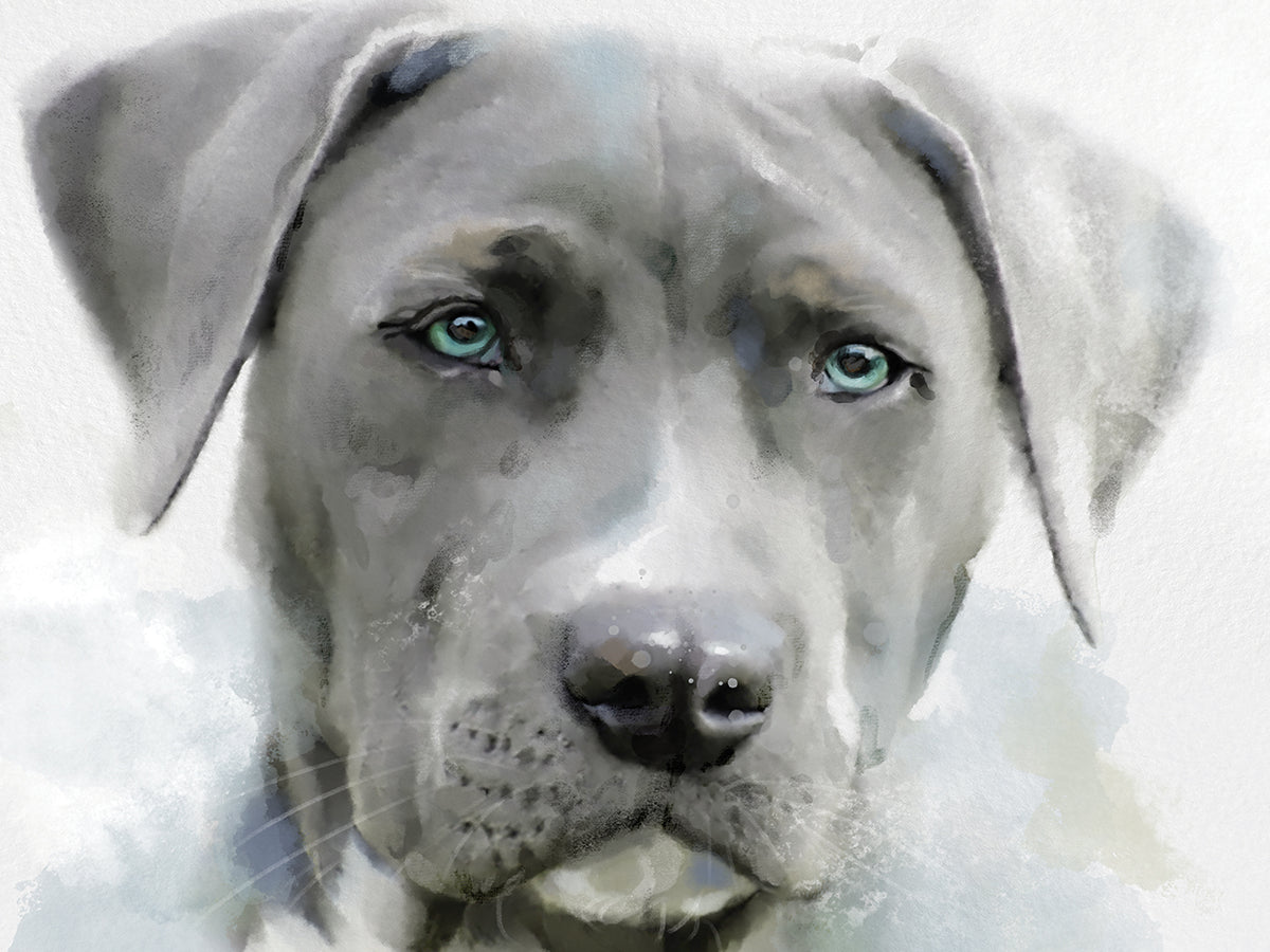 Gallery Hounds II