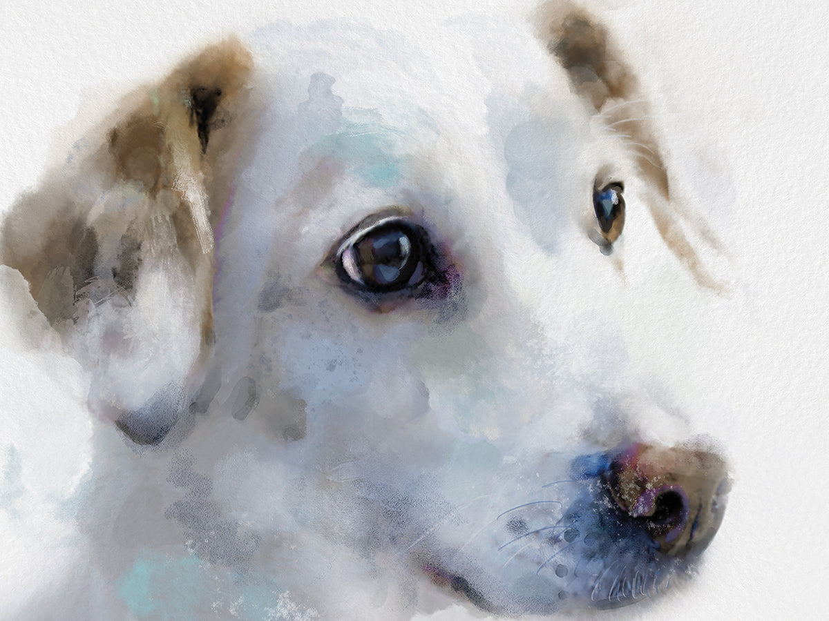Gallery Hounds III