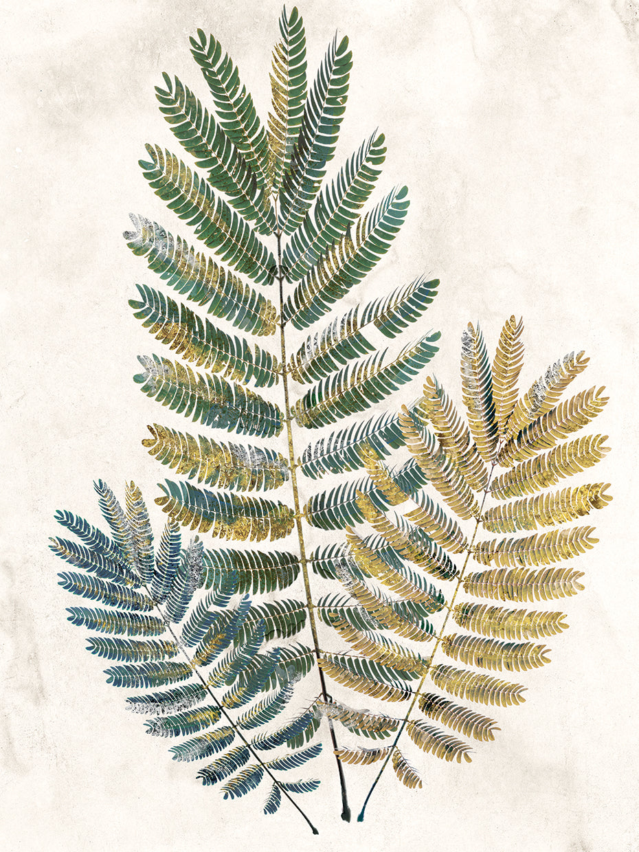 Opulent Ferns III