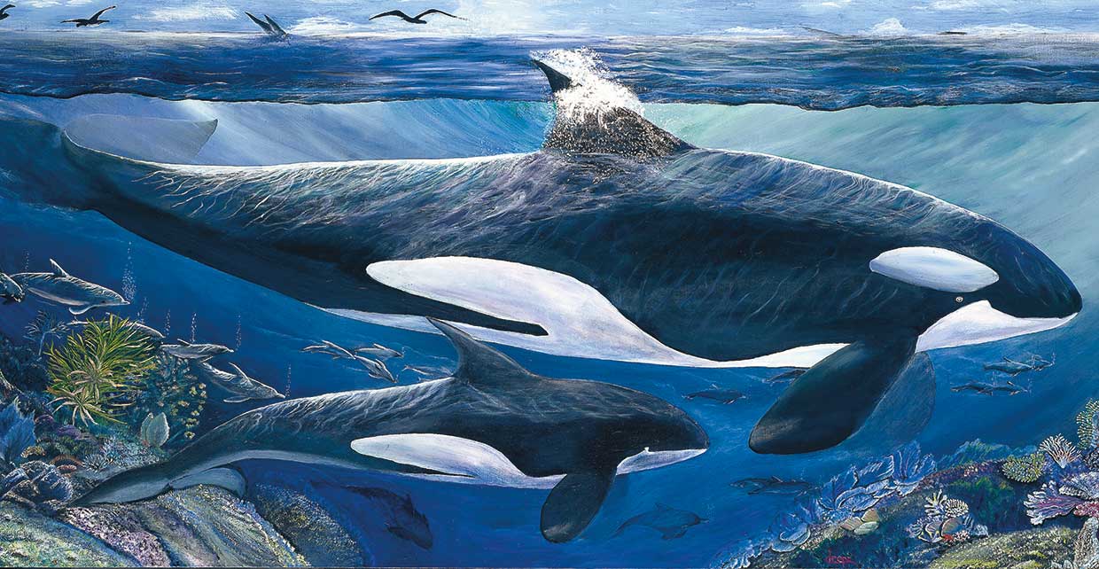 Deepa Tiare Alban's Mother And Baby Orca Canvas Art Prints | Fine