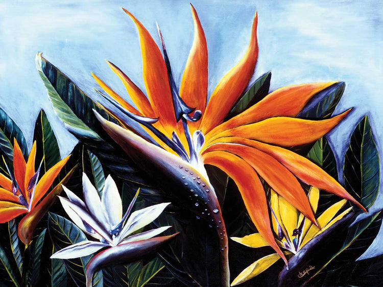 Multicolored Bird Of Paradise