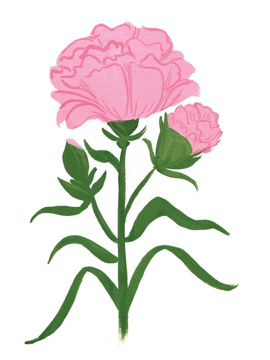 Carnation