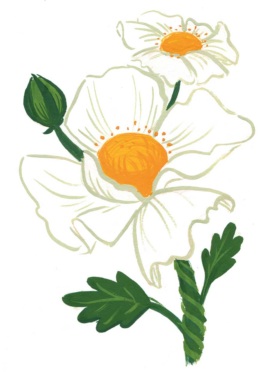 Mantilljapoppy