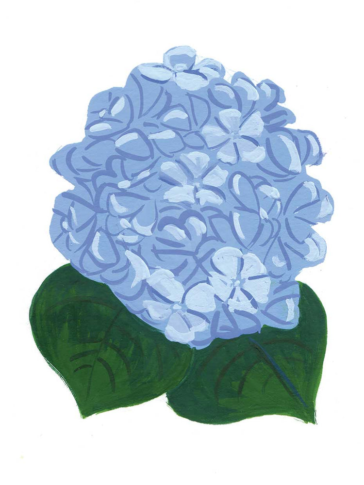 Hydrangea
