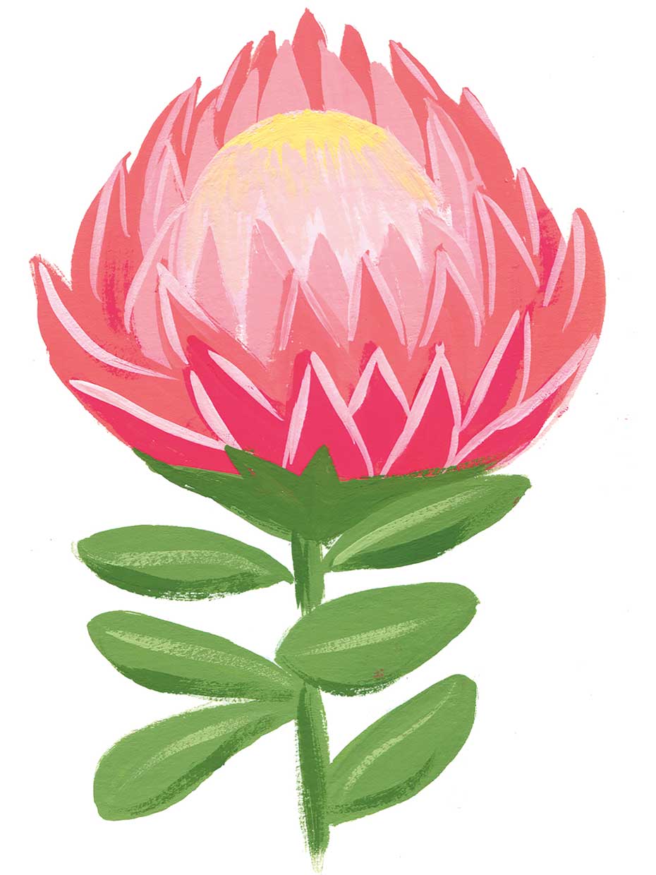 Protea