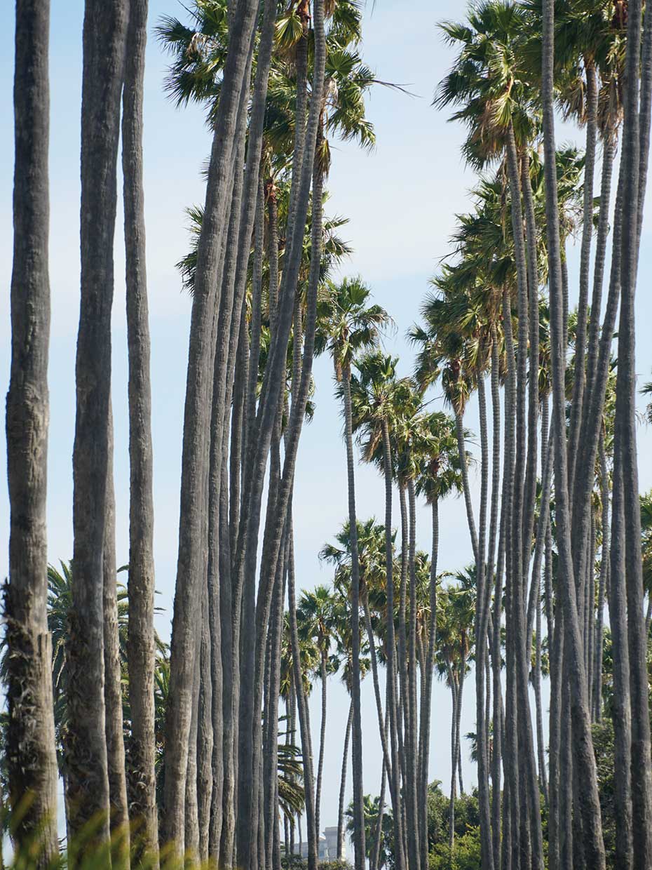 Palms II