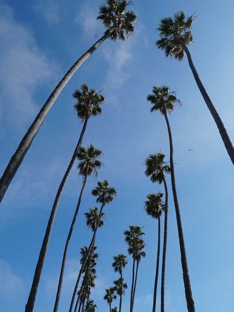 Palms IV