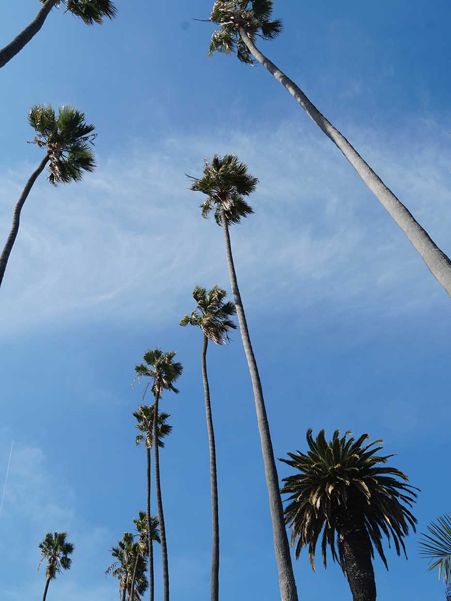 Palms V