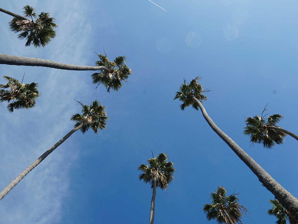Palms VII