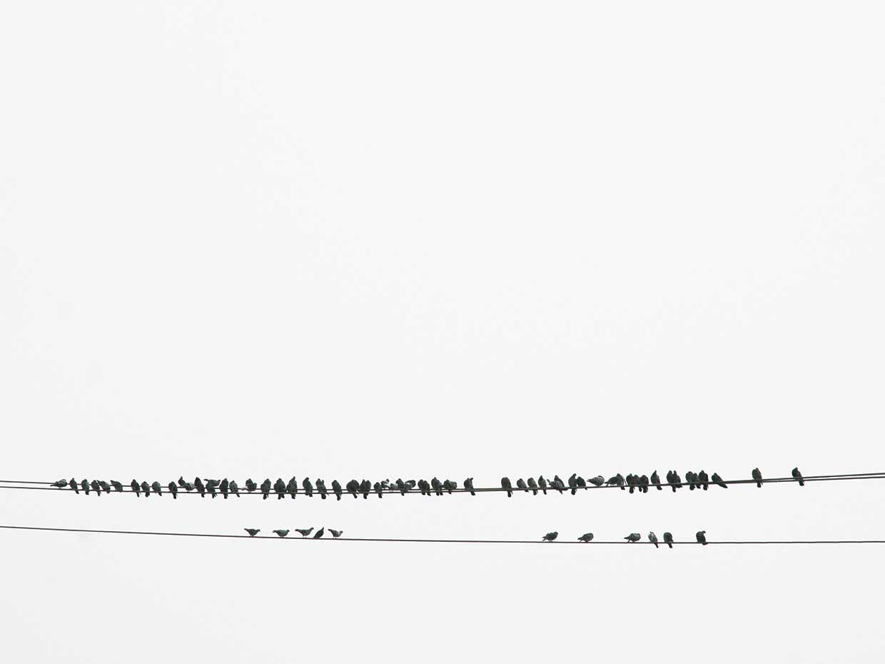 Birds on a Wire