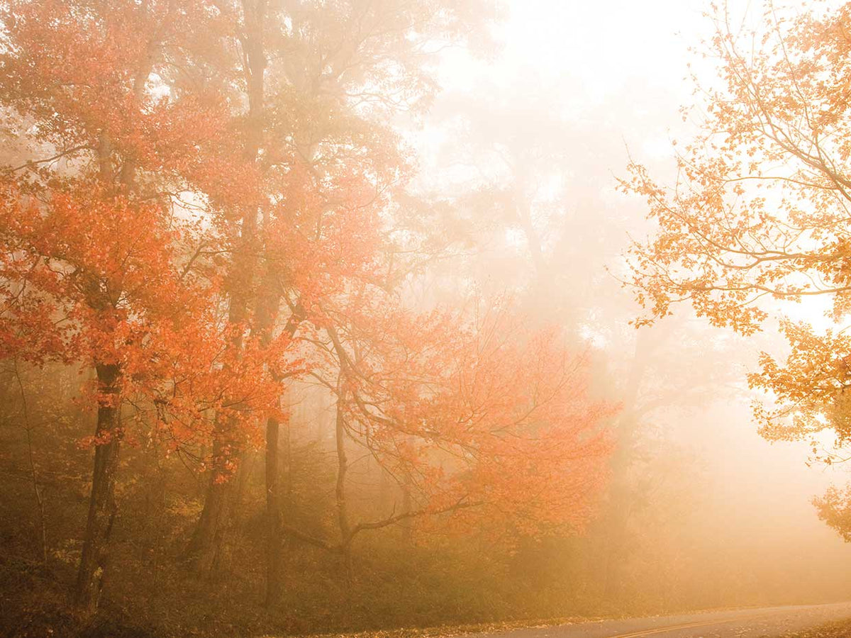 Beyond The Fog