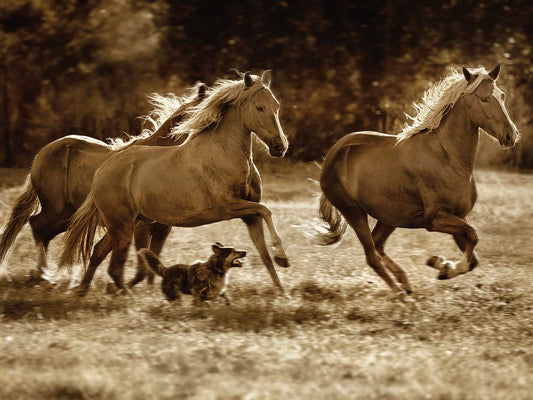 Paso Horses
