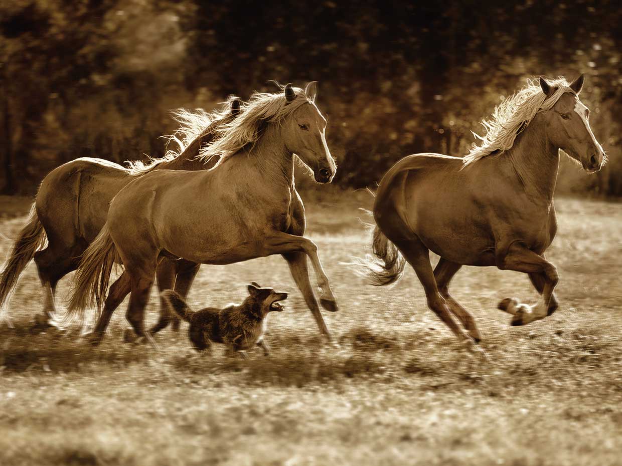 Paso Horses