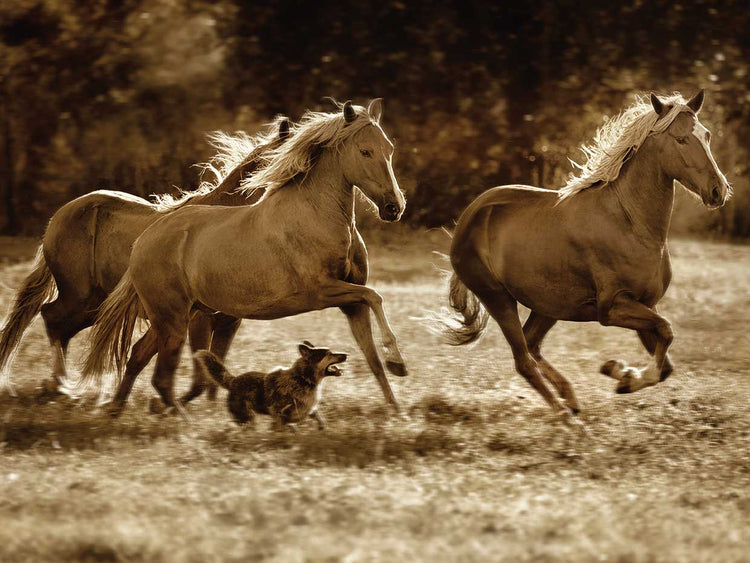 Paso Horses