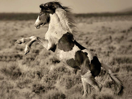 Wild Painted Pony