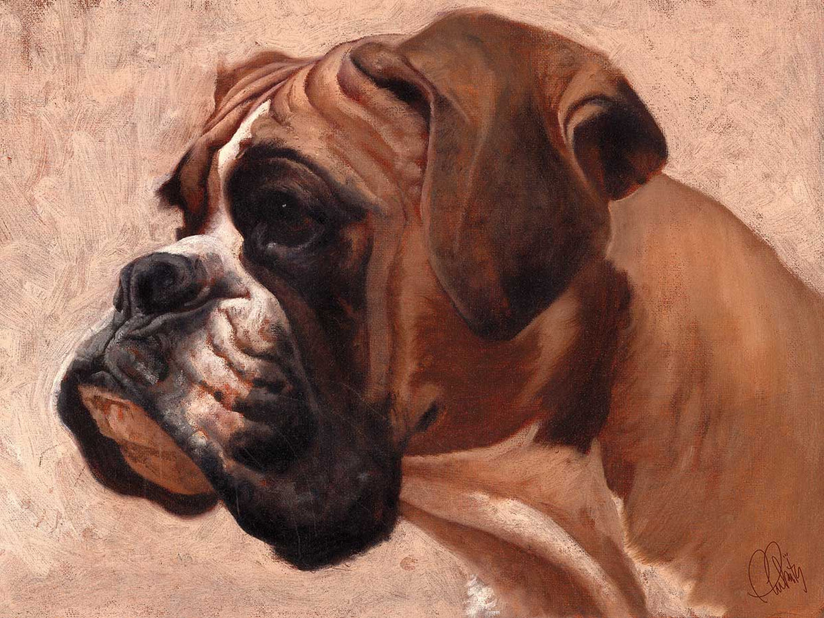 Boxer
