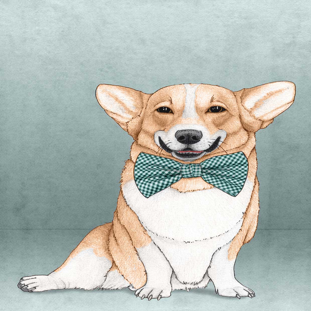 Corgi Dog