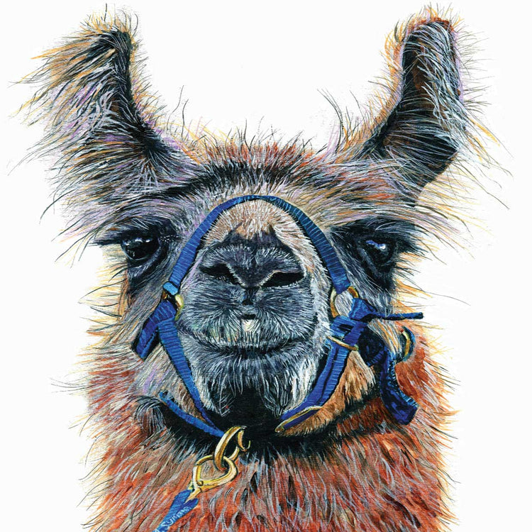 Dalai Llama