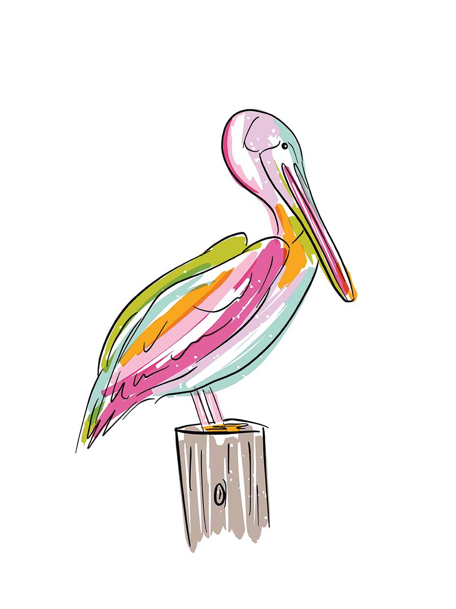 Beach Pelican