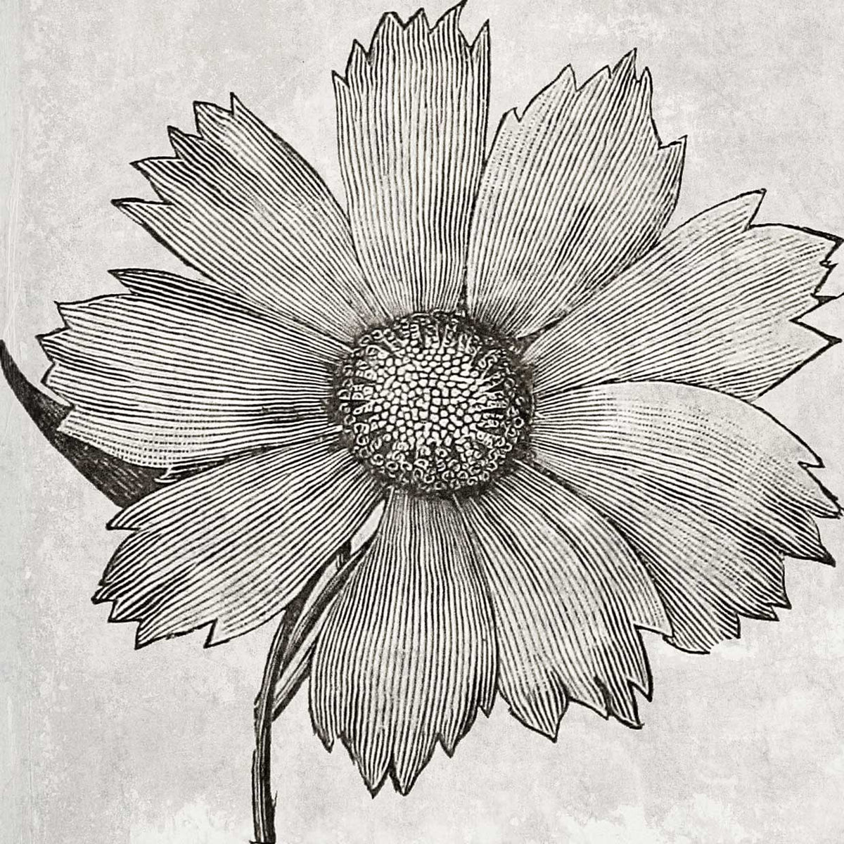 Dreer's Cosmos Sketched 40x40