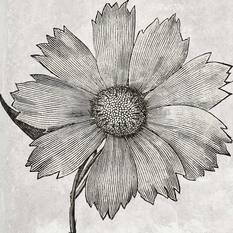 Dreer's Cosmos Sketched 40x40