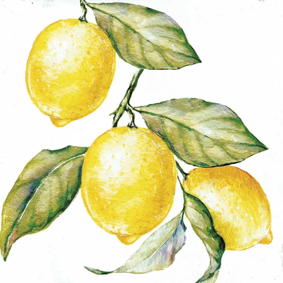 Lemon Branch 24x24