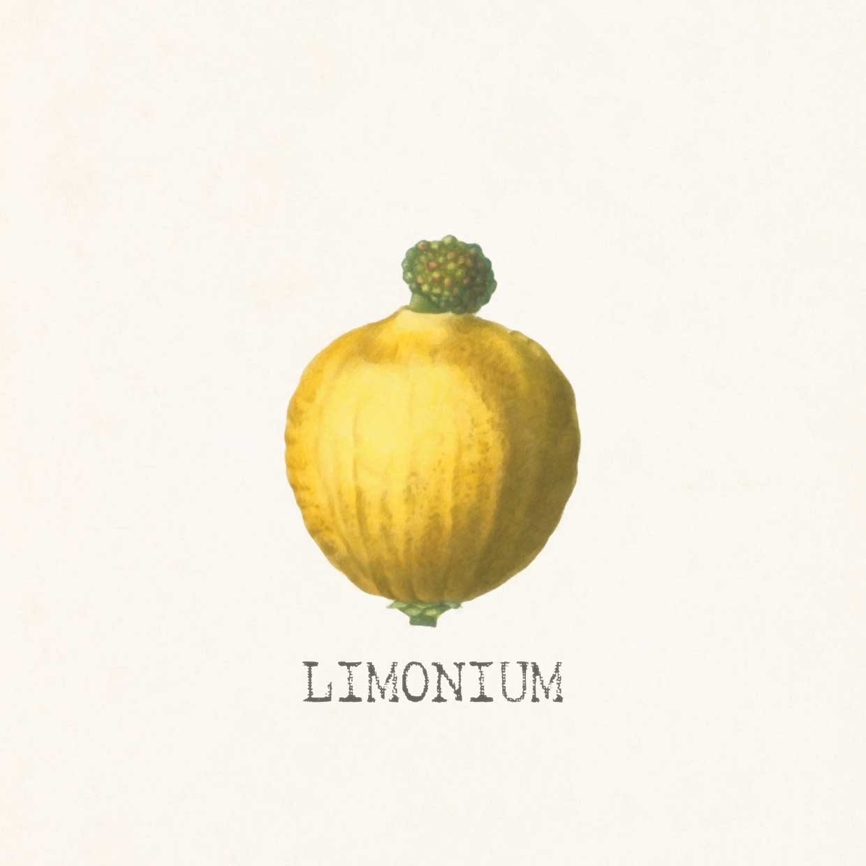 Limonium