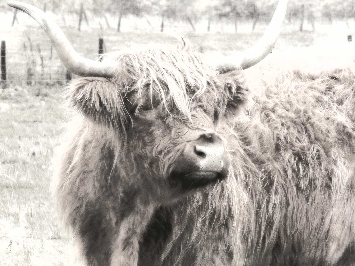 Portrait of Highland Coo 18x24
