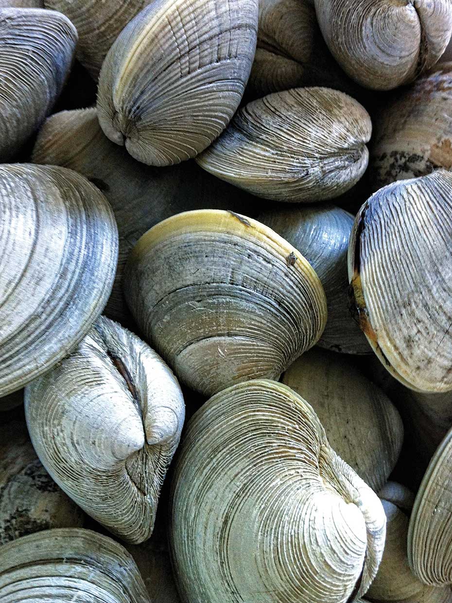Clams