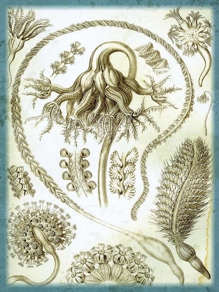 Haeckel Pannatulida Lienzo