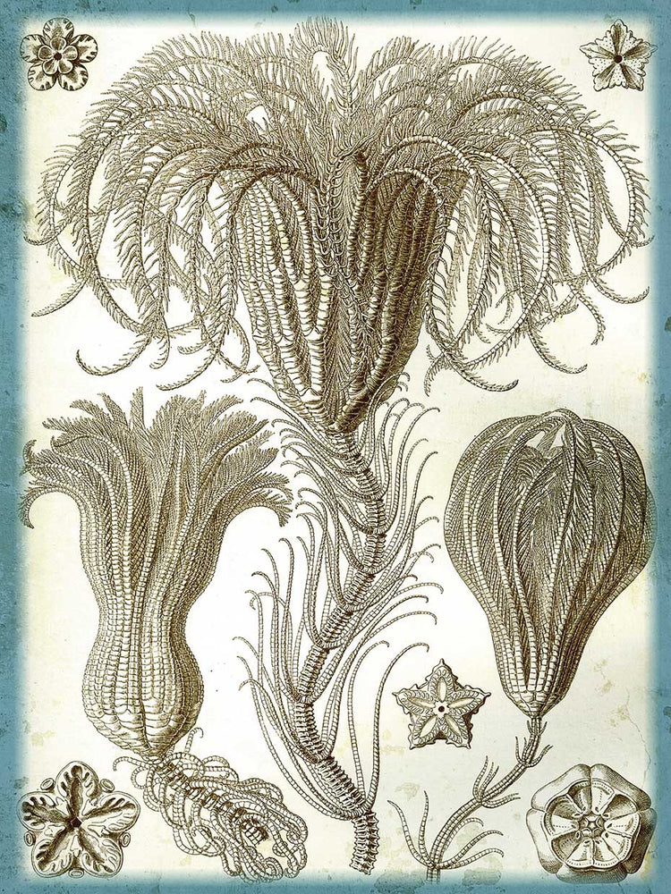 Crinoide de Haeckel Lienzo