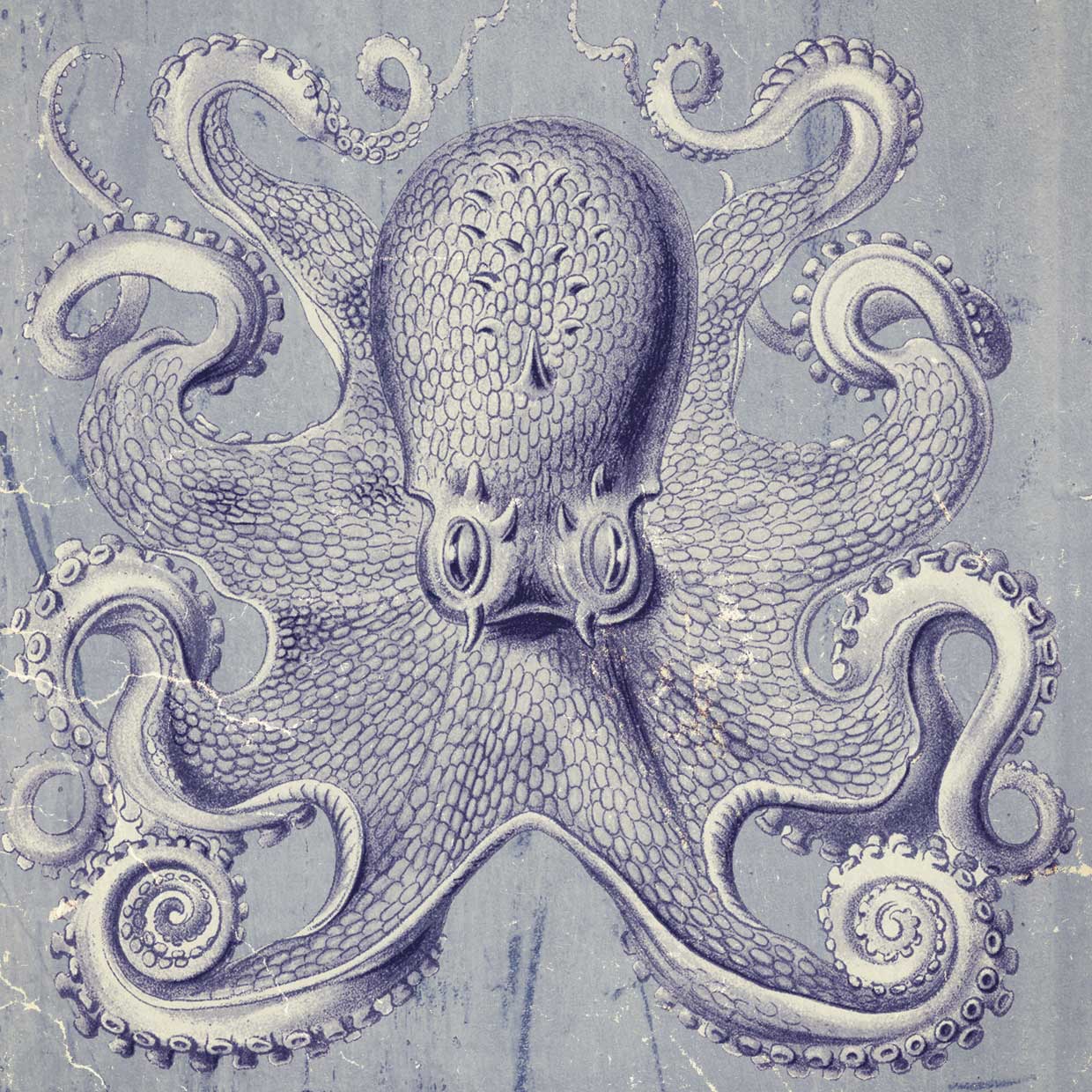 Octopus 1 Illustration