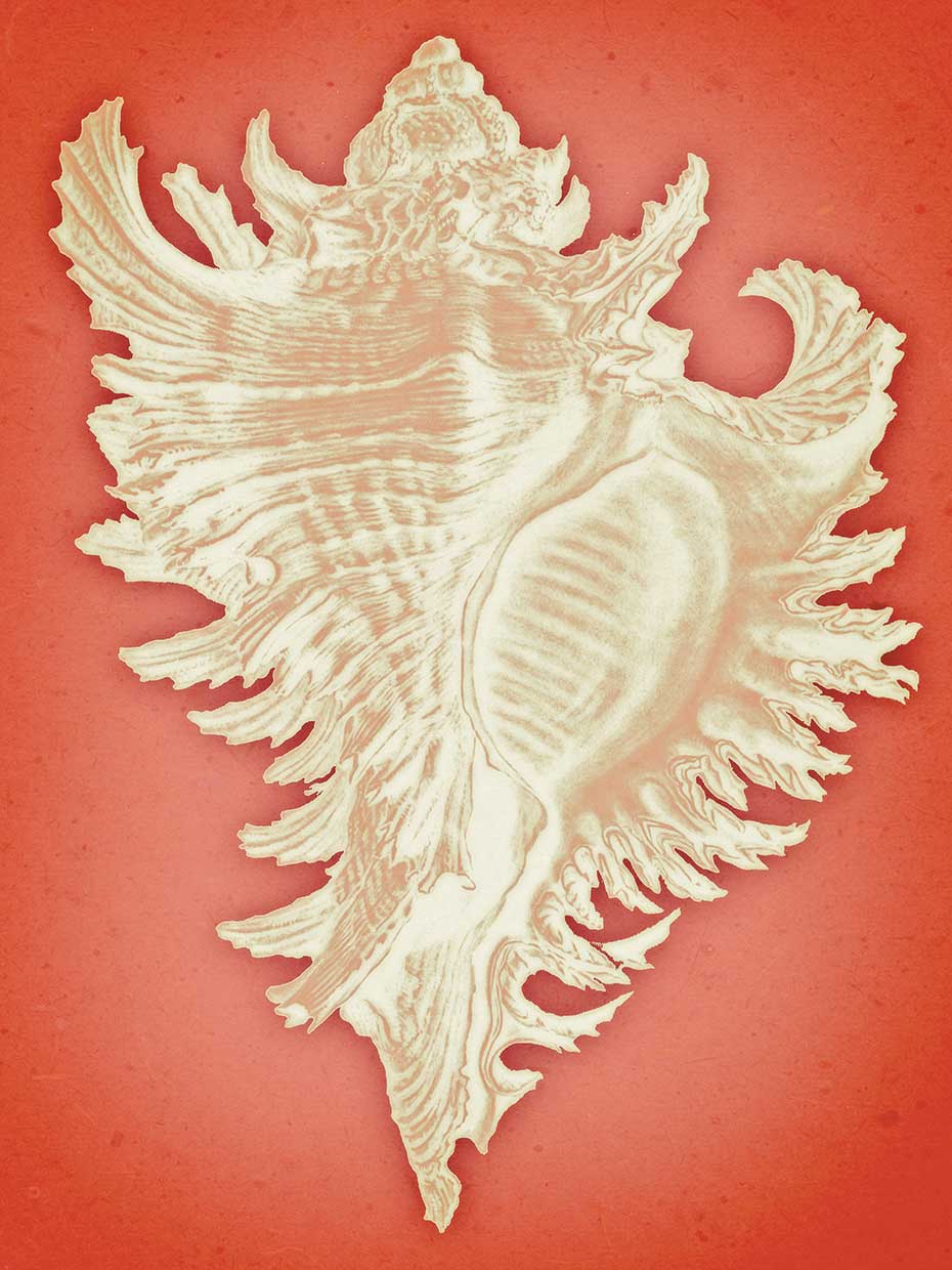 Murex on Coral