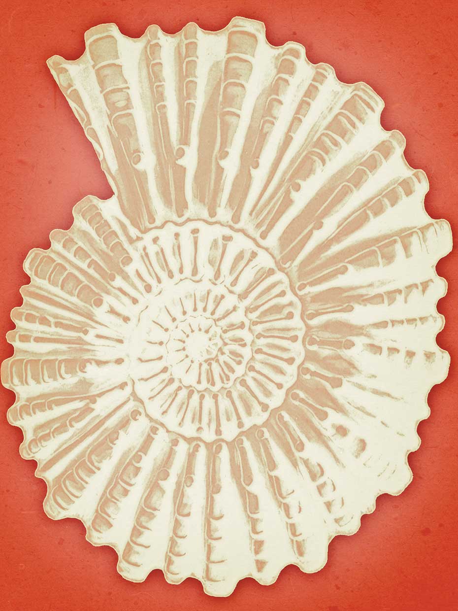 Ammonite Shell White on Coral