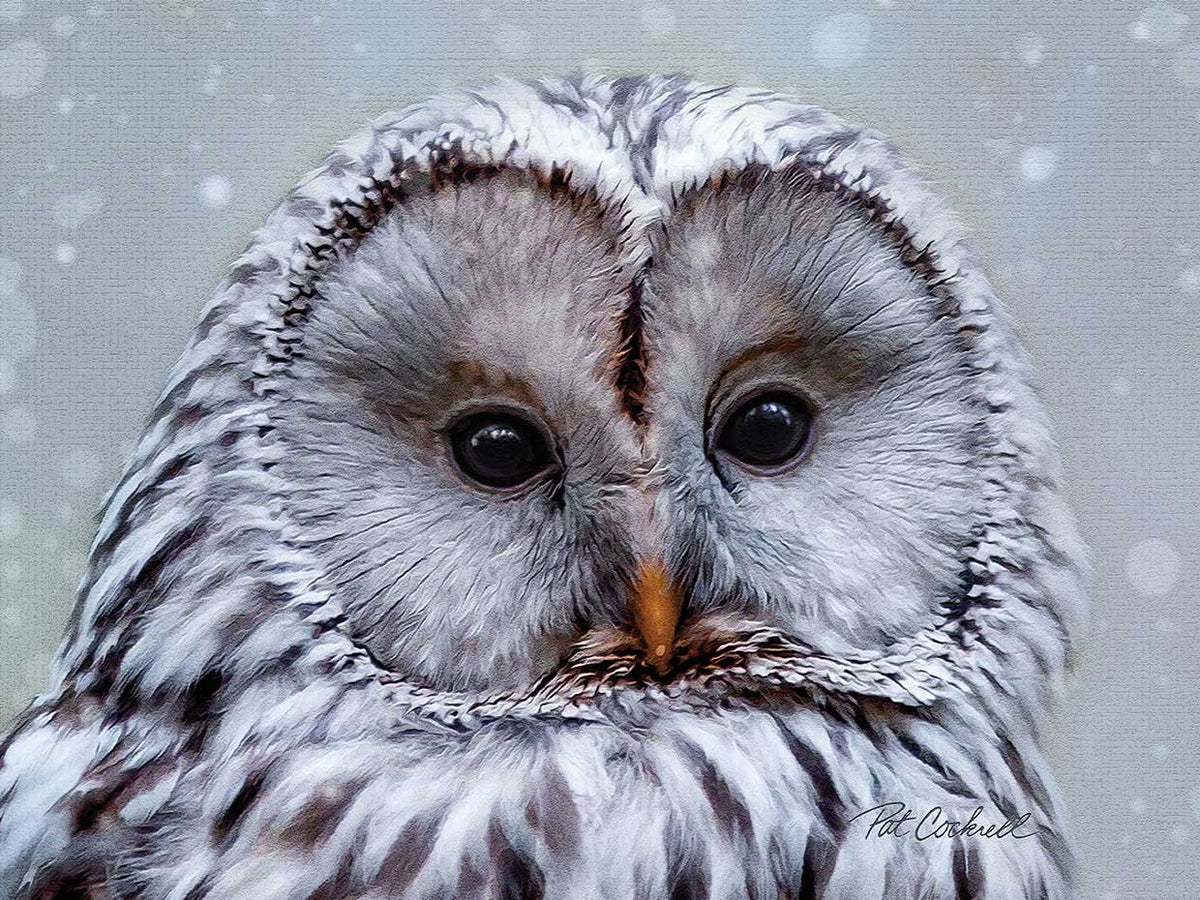 BarredOwl