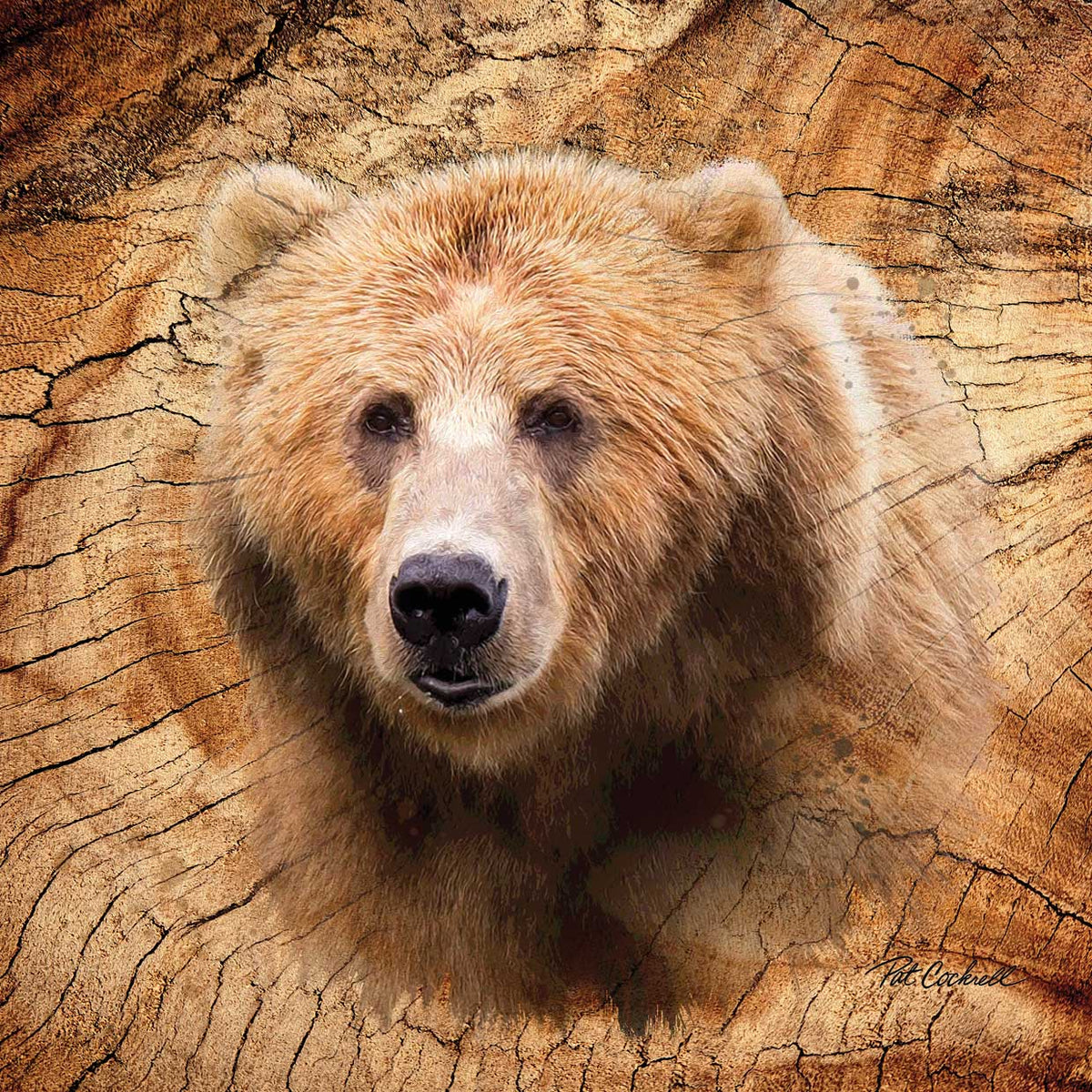 Bear