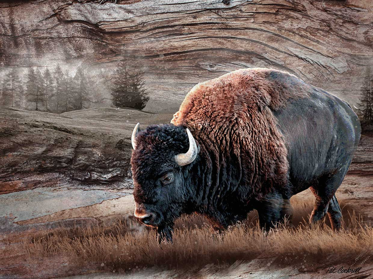Bison