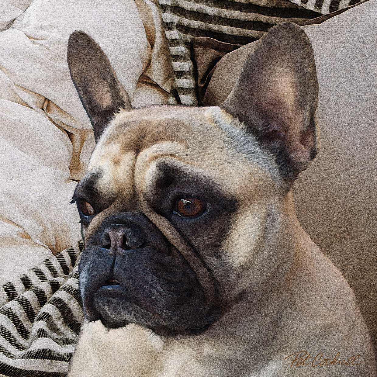 French Bulldog