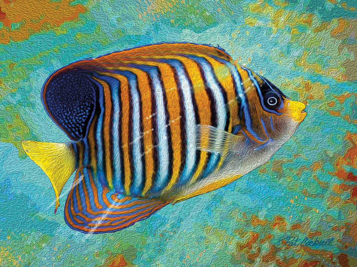 Striped Anglefish