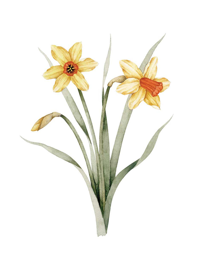 Daffodils