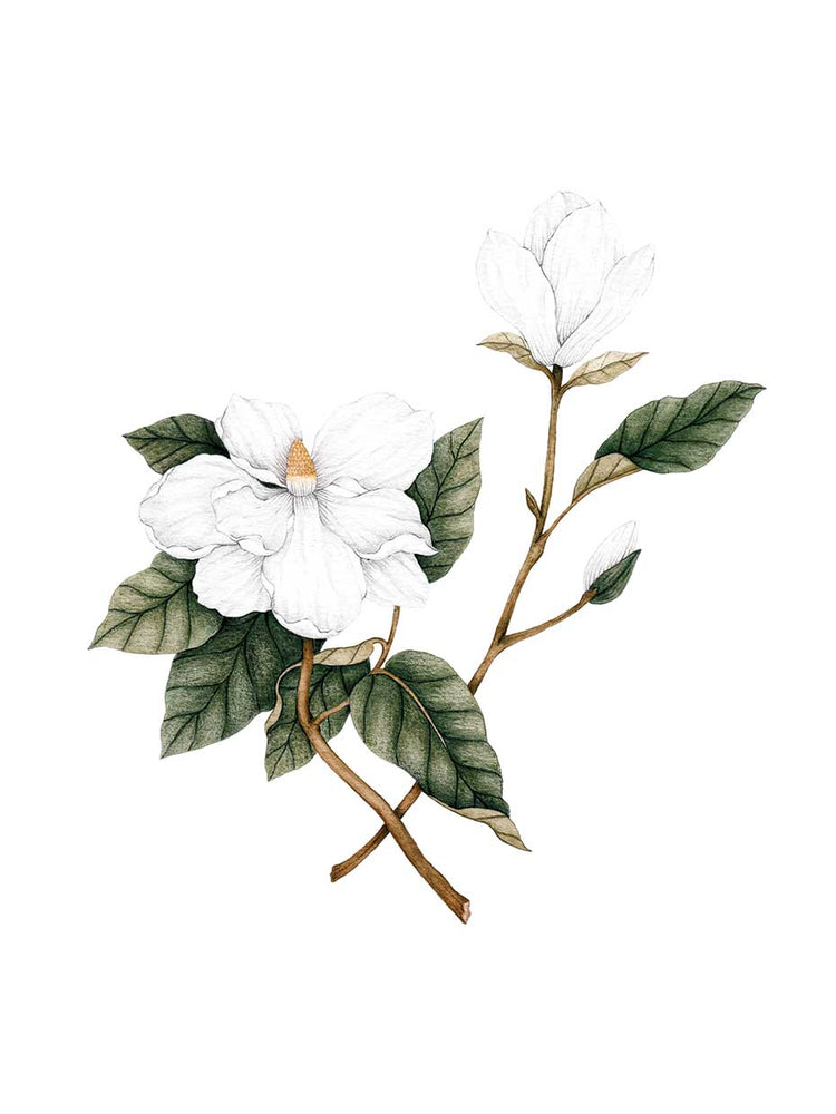 Magnolia