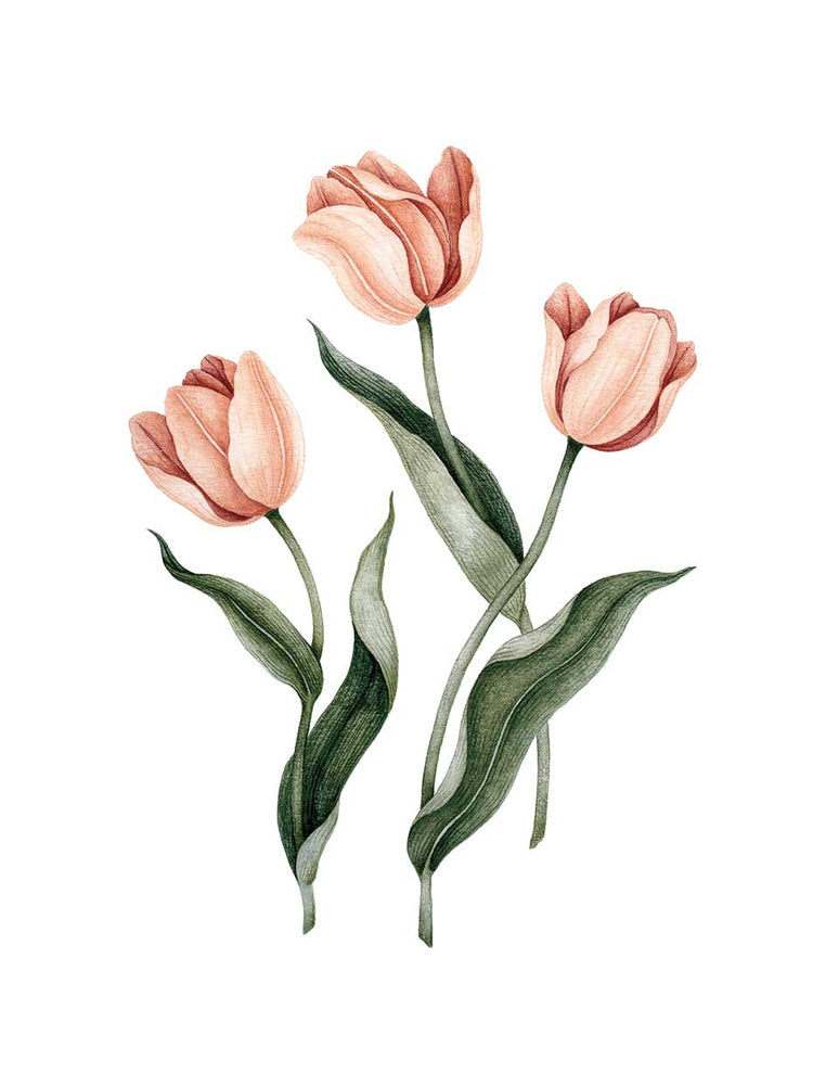Tulipes