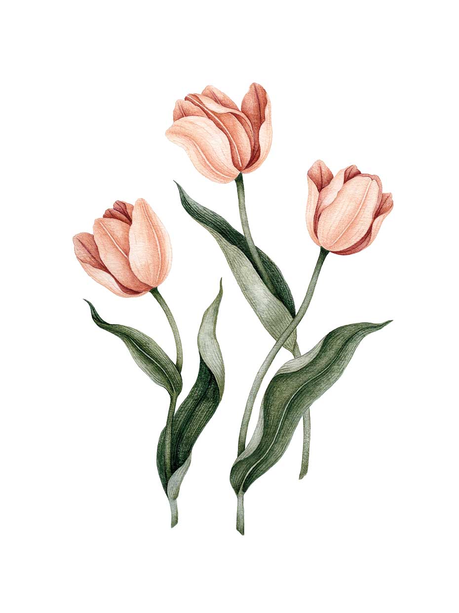 Tulipes