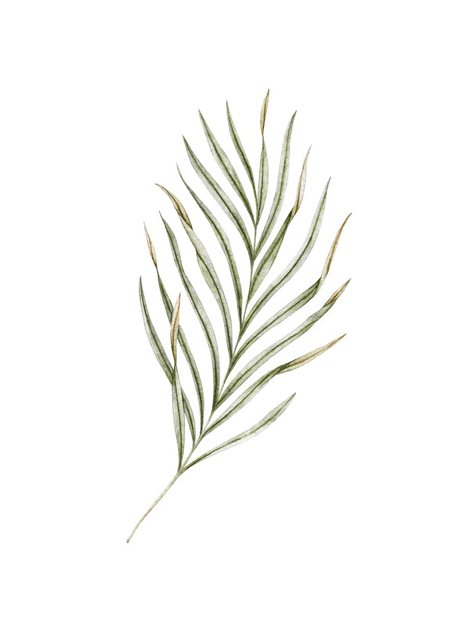 Palm Leaf