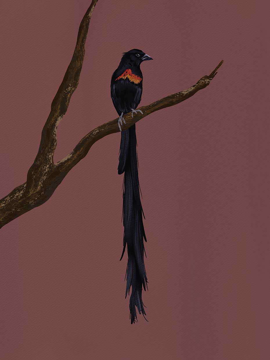 Bird 5