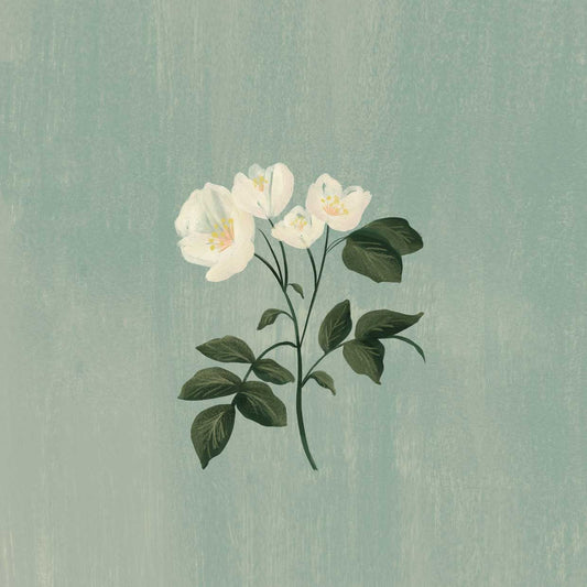 White Rose Canvas Print